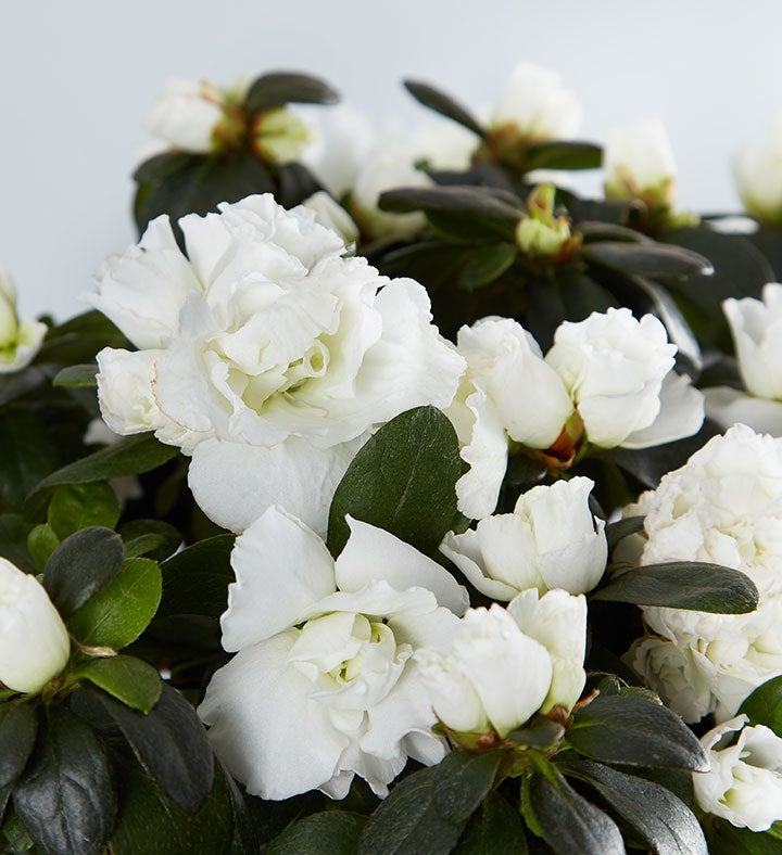 White Azalea for Southern Living® Sympathy