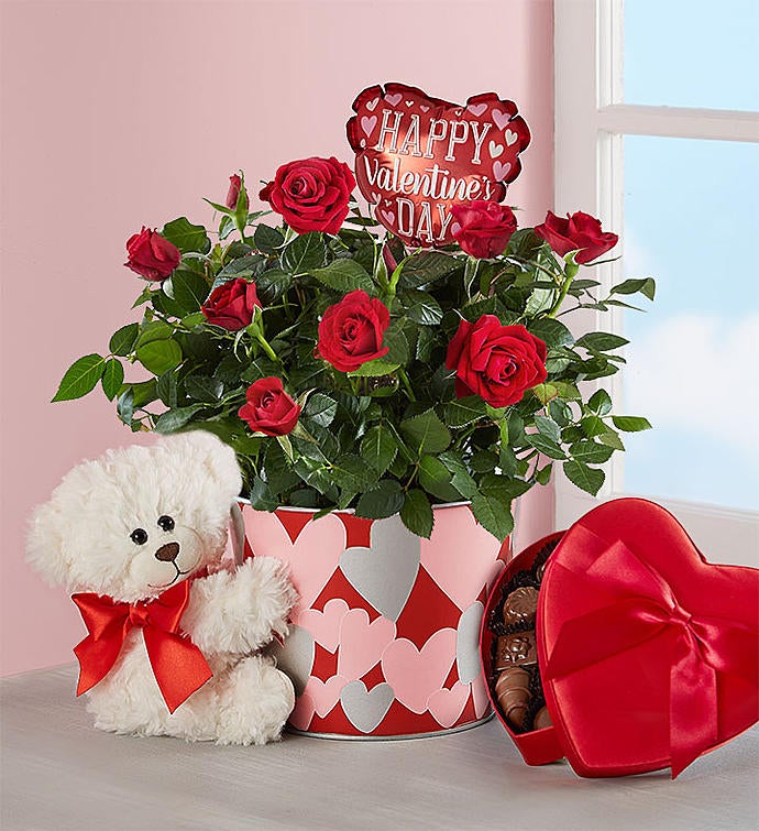 Valentine's Bundle of Love Rose Plant