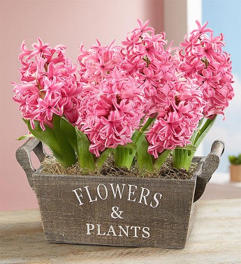Heavenly Hyacinth Bulbs