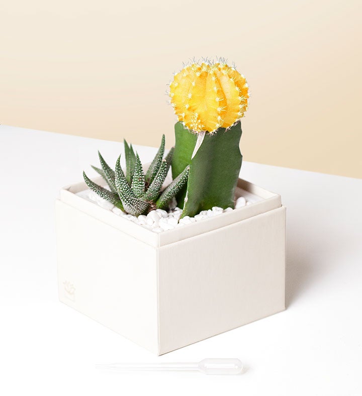 Happy Birthday Succulents by Lula’s Garden - Thumbnail 2