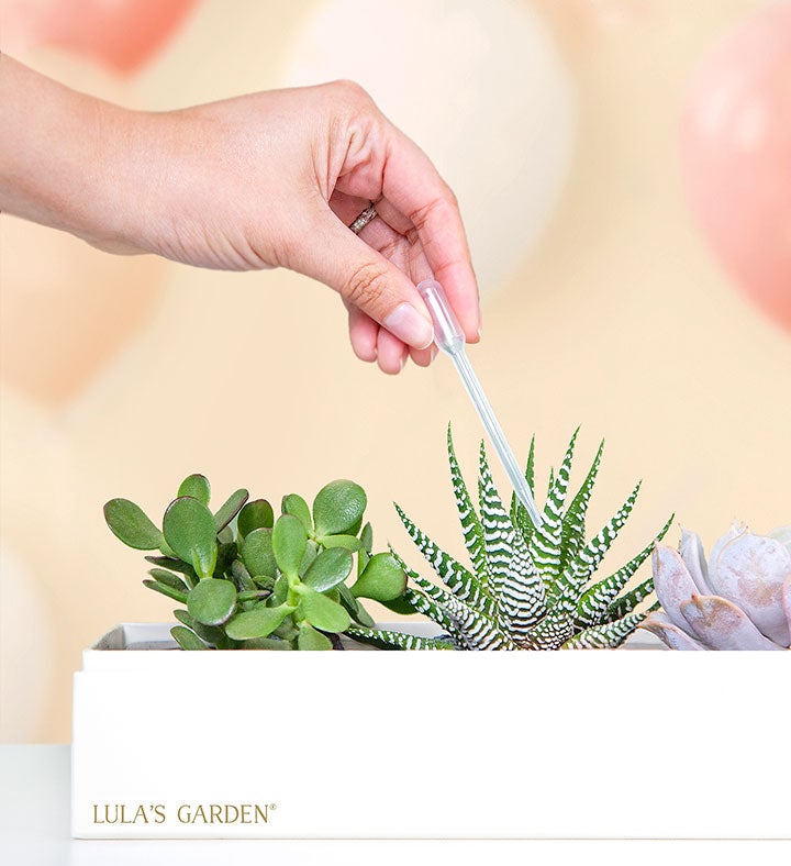 Happy Birthday Succulents by Lula’s Garden®