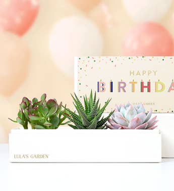 Happy Birthday Succulents by Lulas Garden