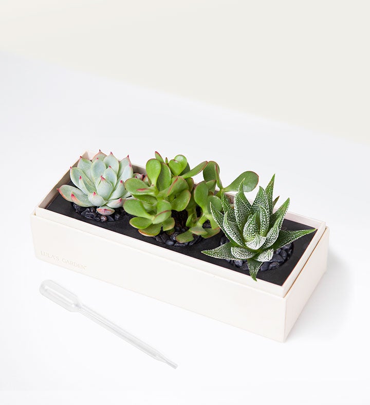 Succulents by Lula’s Garden