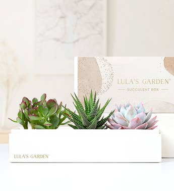Succulents by Lulas Garden