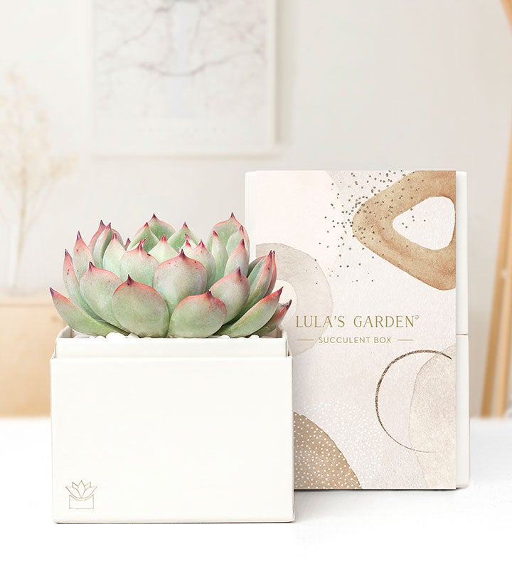 1-800-Flowers Everyday Gift Delivery Succulents By Lula's Garden Small