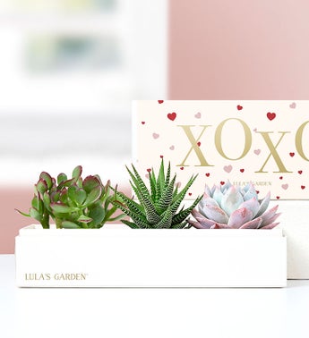 XOXO Succulents by Lulas Garden