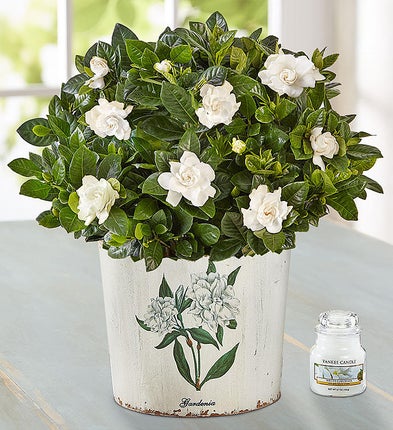 Graceful Gardenia Plant