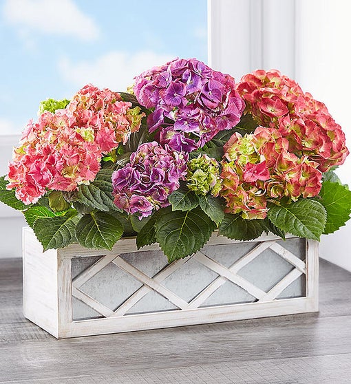 Hydrangea Trio