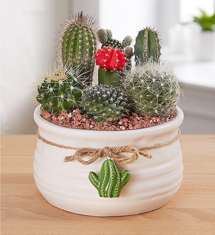 Delightful Desert Cactus Garden