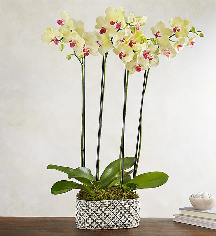 Sunshine Blooms Orchid