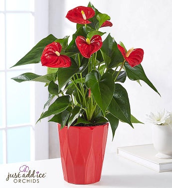 Plants | Send Plant Gifts & Potted Trees Online | 1800Flowers