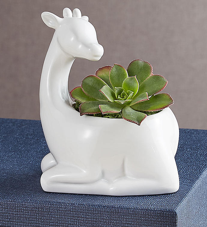 1-800-Flowers Plant Delivery Safari Animal Succulents Giraffe
