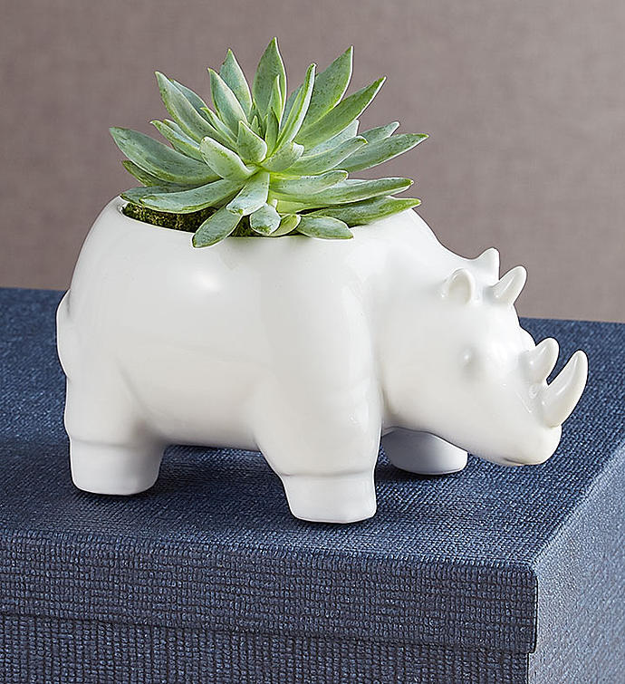 1-800-Flowers Plant Delivery Safari Animal Succulents Rhino