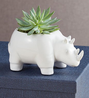 Safari Animal Succulents
