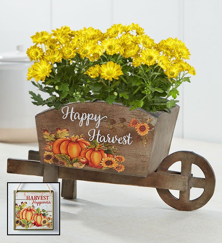 Happy Harvest Plant
