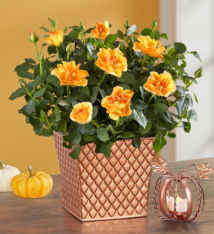 Autumn Essence Rose Plant