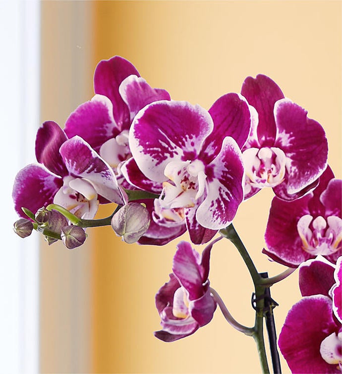 Grand Majesty Orchid