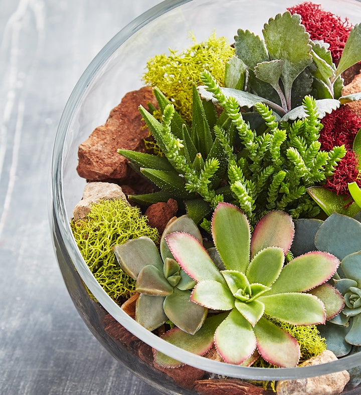 Glass Succulent Terrarium