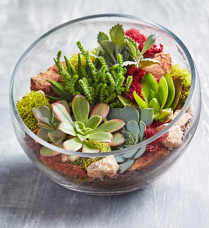 Buy Terrarium Plants For Sale