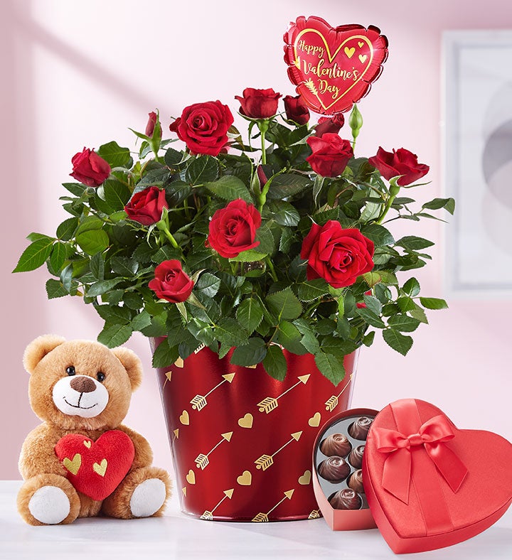 Bundle Of Love Rose Plant