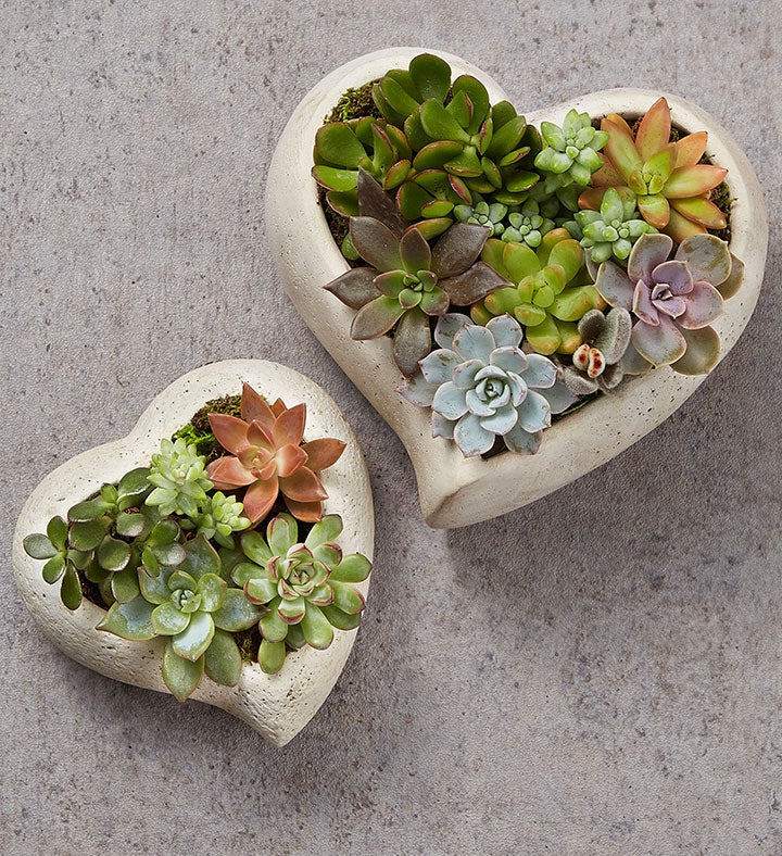 Sweet Succulent Heart Garden