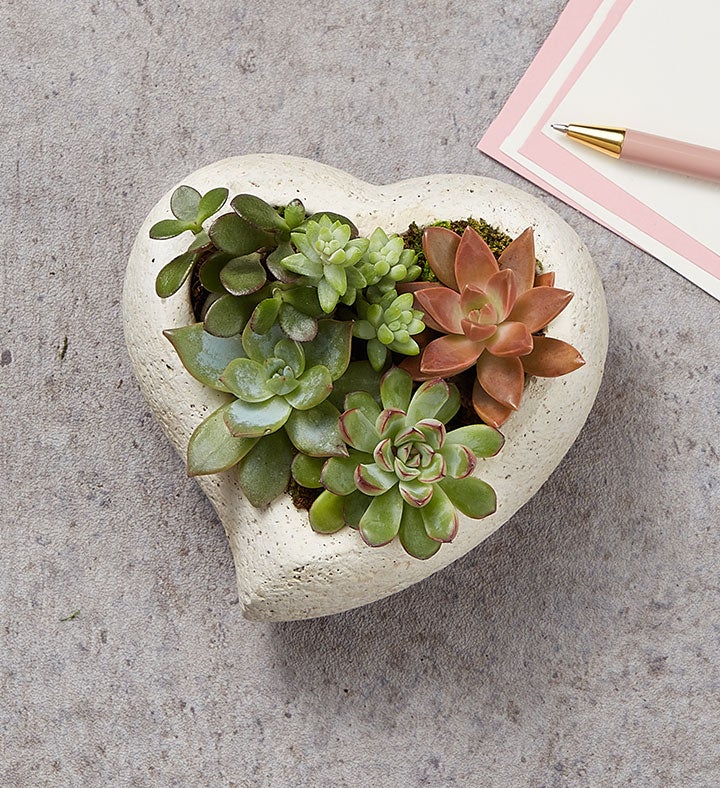 October   Succulent Heart Garden
