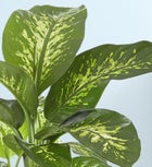 Dieffenbachia Plant (Dumb Cane)