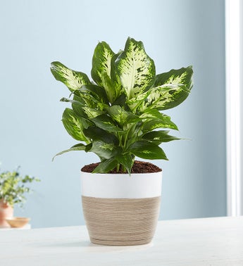 Dieffenbachia Plant Dumb Cane for Sympathy
