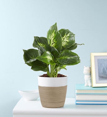 Dieffenbachia Plant Dumb Cane