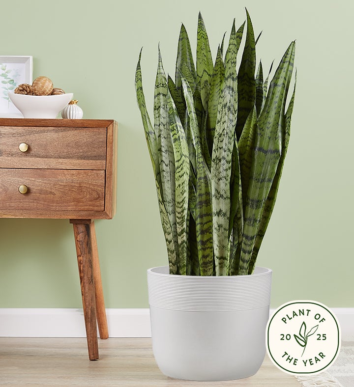 Snake Plant  Sansevieria