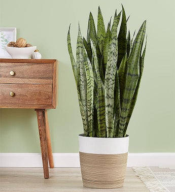 Snake Floor Plant Sansevieria