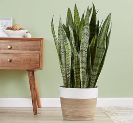 Snake Plant (Sansevieria)