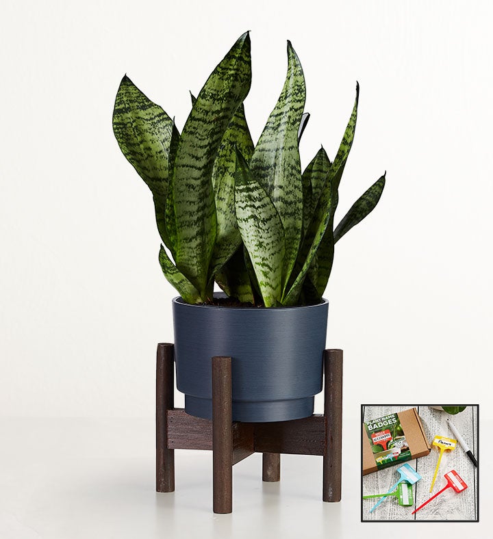 Snake Plant  Sansevieria