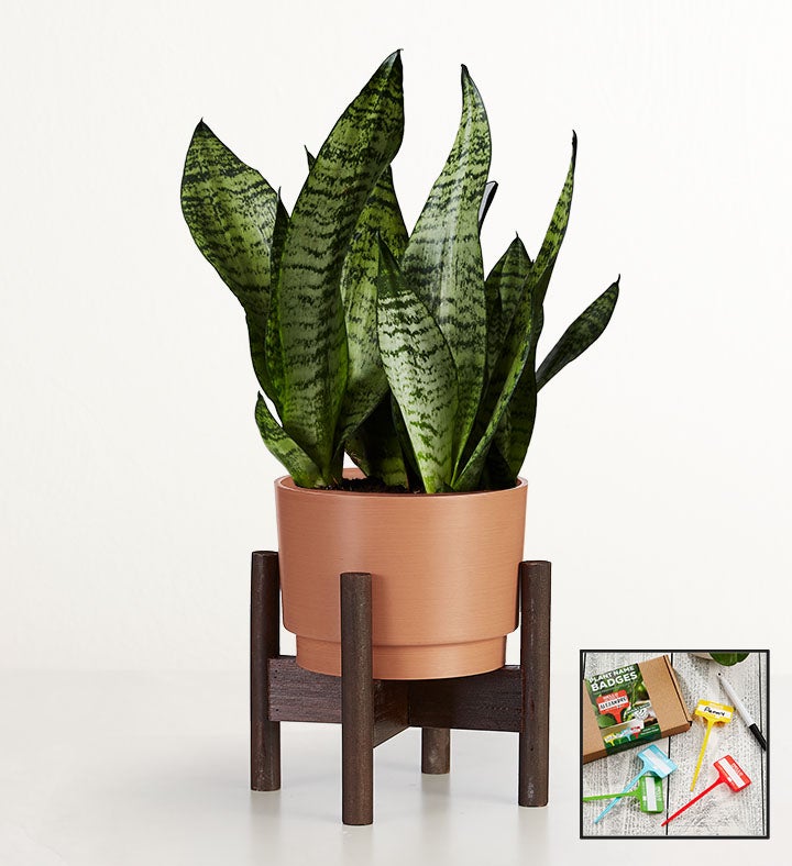 Snake Plant (Sansevieria)