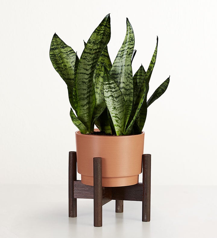 Snake Plant  Sansevieria
