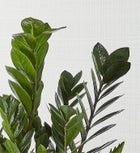 Zz Plant (Zamioculcas Zamiifolia)
