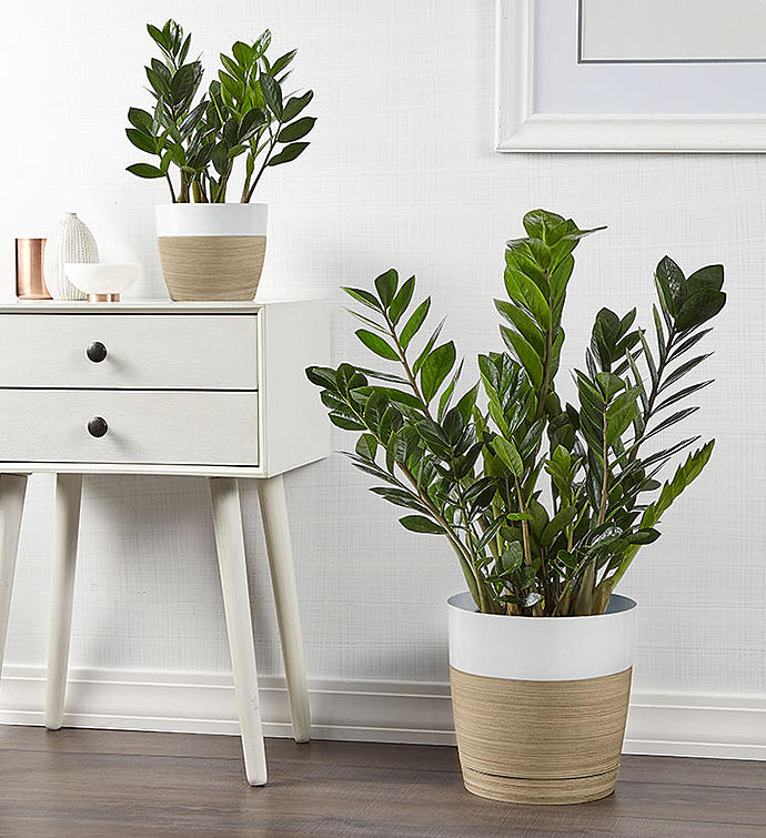 ZZ Plant (Zamioculcas Zamiifolia) from