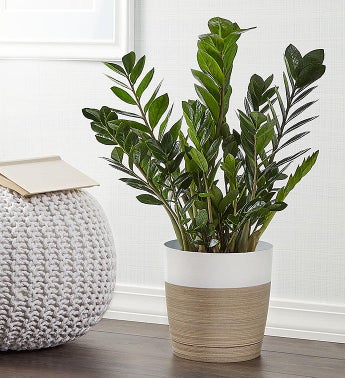 ZZ Floor Plant Zamioculcas Zamiifolia for Sympathy