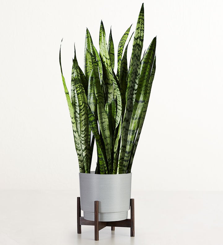 Snake Floor Plant  Sansevieria