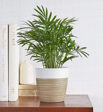 Parlor Palm Plant Neanthe Bella Palm