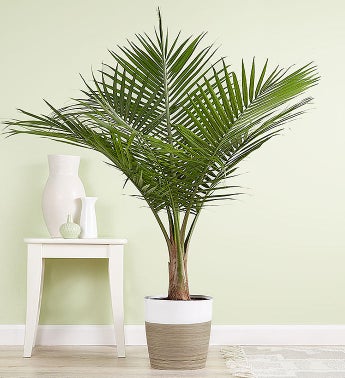 Majesty Palm Floor Plant for Sympathy