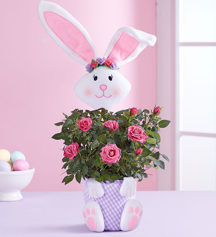 Easter Bunny Rose Plant
