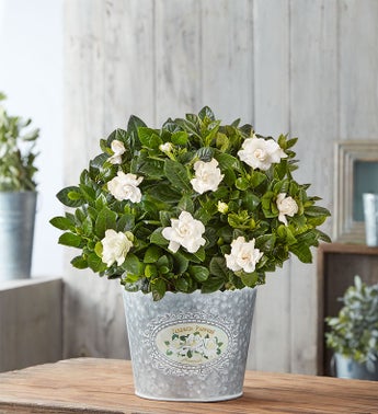 Graceful Gardenia Plant