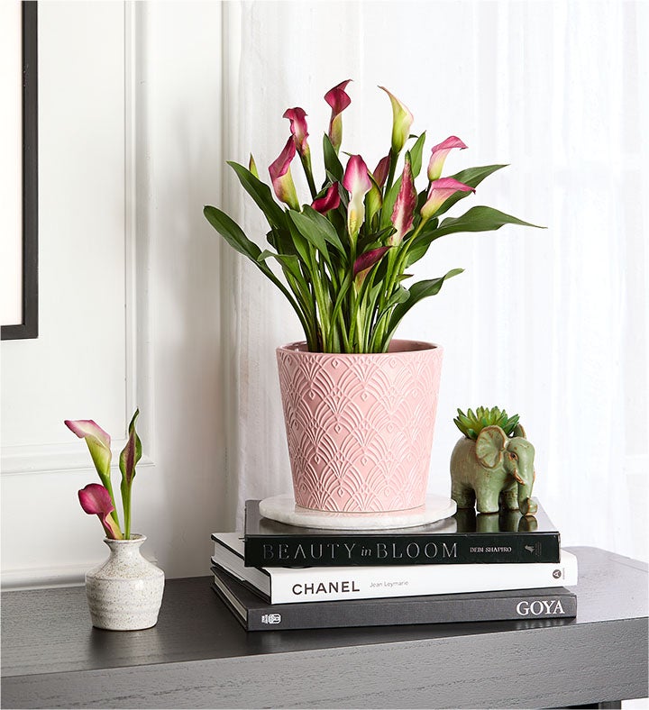 Springtime Calla Lily | 1800Flowers.com