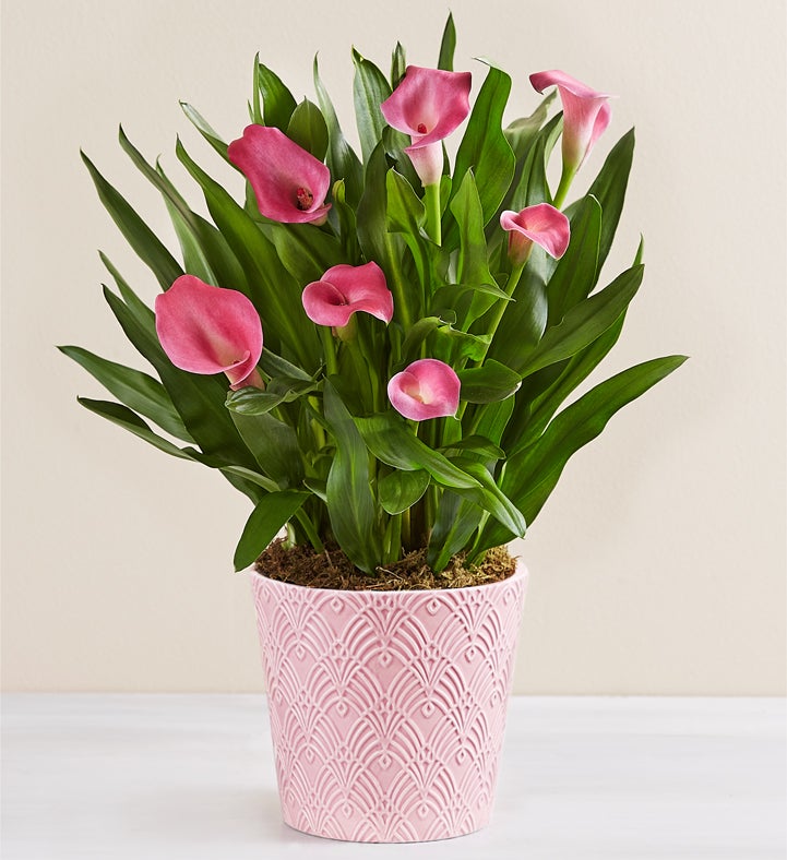 1-800-Flowers Everyday Gift Delivery Sweet Blooms Calla Lily Large Pink