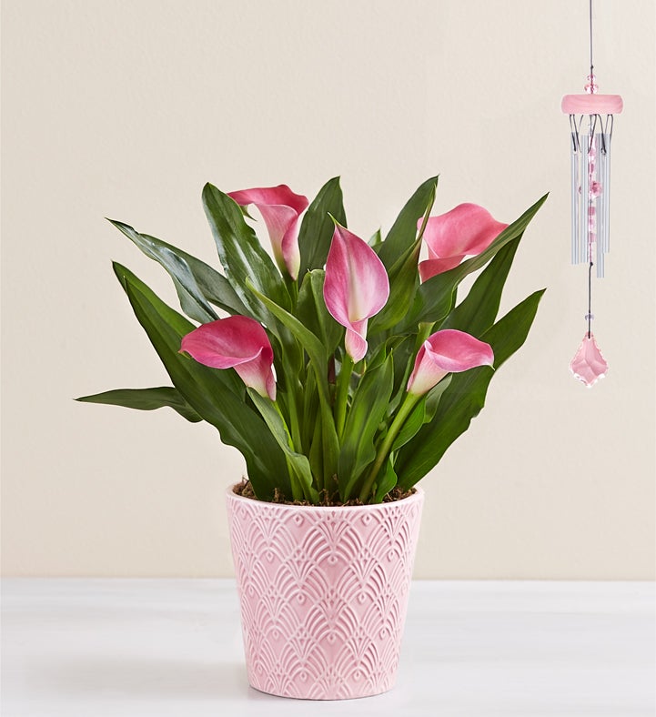 1-800-Flowers Everyday Gift Delivery Sweet Blooms Calla Lily Small Pink Calla Lily W/ Windchime