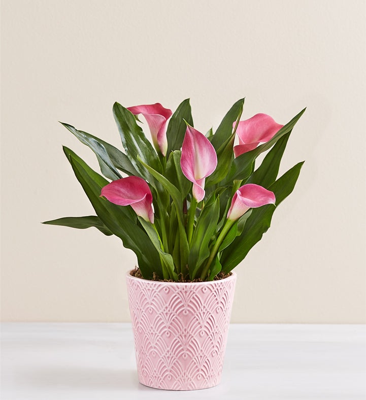 1-800-Flowers Everyday Gift Delivery Sweet Blooms Calla Lily Small Pink