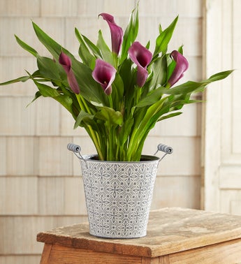 Summer Garden Calla Lily