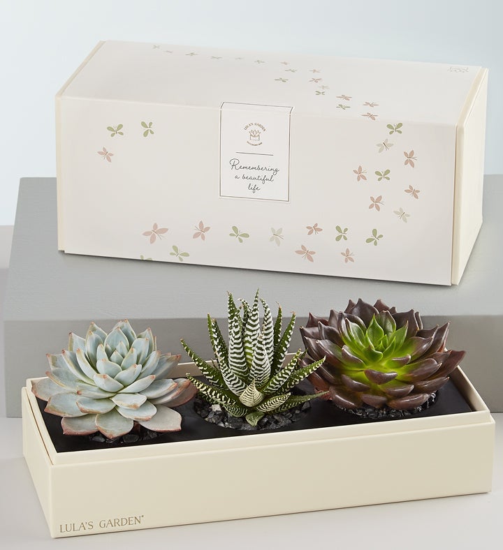 Sympathy Plants Memorial Plants & Arrangements 1800Flowers