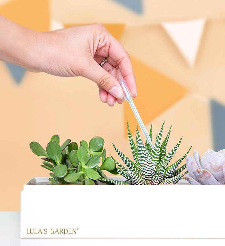 Congrats Succulents by Lula’s Garden®